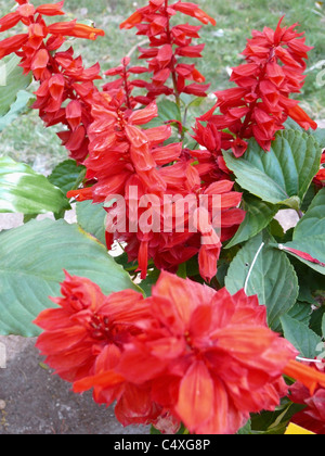 Salvia Splendens, Scarlet Salbei, rot Salvia Stockfoto