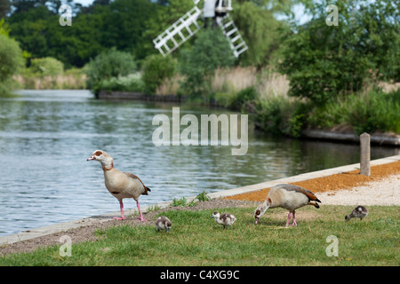 Ägyptische Gänse (Alopechen Aegyptiacus). Familie neben Fluss Ant, wie Hill, NNR Weiden; Norfolk Broads. Stockfoto