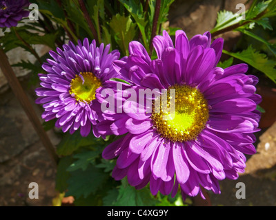Callistephus Chinensis, China Aster Stockfoto