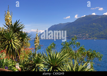 Blick auf den Lago Maggiore vom Botanischen Garten der Isole di Brissago Stockfoto