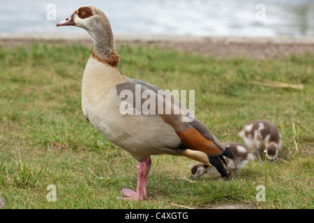 Nilgans (Alopechen aegyptiacus). Unvollständige Familie weiden neben Fluss Ant, wie Hügel, NNR; Norfolk Broads. Stockfoto