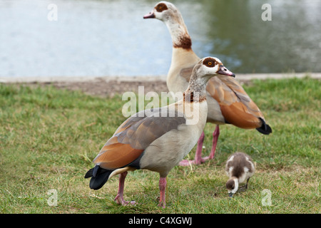 Ägyptische Gänse (Alopechen Aegyptiacus). Familie neben Fluss Ant, wie Hill, NNR Weiden; Norfolk Broads. Stockfoto