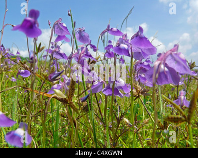 NET geädert stehenden Blumen, Utricularia Reticulata, Kaas Plateau von Blumen, Satara, Maharashtra, Indien Stockfoto