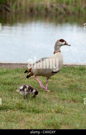 Ägyptische Gänse (Alopechen Aegyptiacus). Weiblich und Gosling. Flusses Ant, wie Hill, NNR; Norfolk Broads. Stockfoto