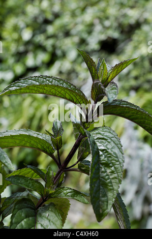 Schokolade Pfefferminze Pflanze Stockfoto