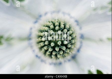 Eryngium Giganteum "Silver Ghost". Meer-Holly Blume Stockfoto