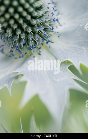 Eryngium Giganteum "Silver Ghost". Meer-Holly Blume Stockfoto