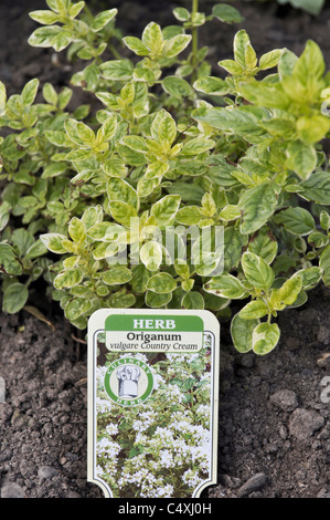 Origanum oder Oregano Stockfoto