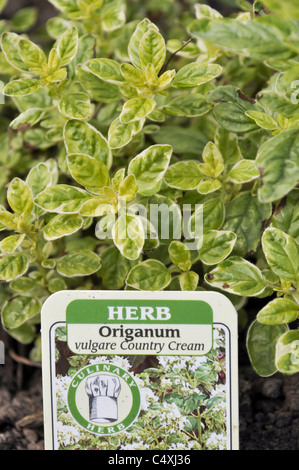 Origanum oder Oregano Stockfoto