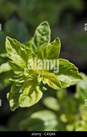 Origanum oder Oregano Stockfoto