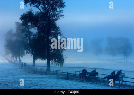 Rennpferde an einem nebligen Morgen, Venn Farm, Milborne Port, Somerset, England, UK Stockfoto