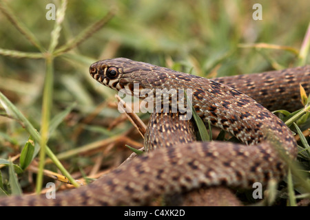 Juvenile große Whipsnake (Coluber Graphik) fotografiert in Israel im Mai Stockfoto