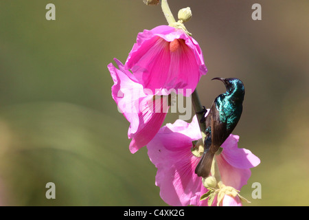 Palestine Sunbird oder nördlichen Orange-getuftete Sunbird (Cinnyris Oseus) Stockfoto