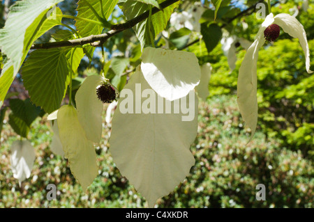 Die Tasche Taschentuch Baum oder Taschentuchbaum Davidia involucrata Stockfoto