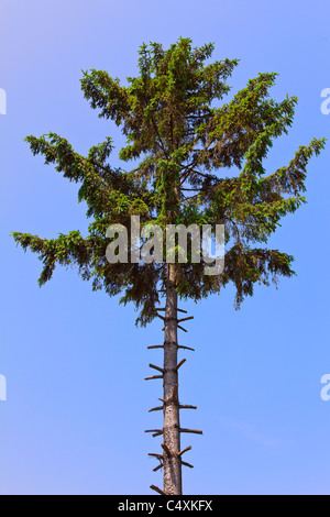 Hohe Tanne mit abisolierten Äste gegen den blauen Himmel Stockfoto