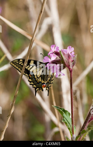 Schwalbenschwanz Schmetterling (Papillio Machaon Britannicus). Auf Red Campion (Silene Dioica). Mai. Wie Hügel, Fluss Ameise, Norfolk Broads. Stockfoto