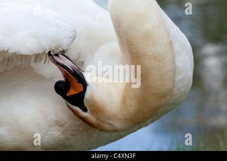 Höckerschwan (Cygnus Olor). Putzen Alula auf das Karpaltunnelsyndrom joint auf einen rechten Flügel. Stockfoto