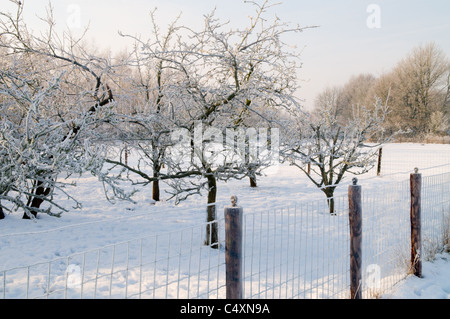 Paar Bäume in einem Garten im Winter. Stockfoto