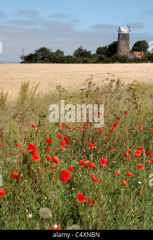 Mohnblumen säumen den Rand eines Feldes vor Ringstead Mill, Norfolk, Großbritannien Stockfoto