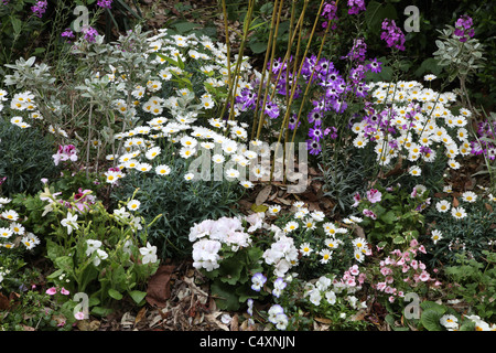 Blumenbeet bei RHS Chelsea Flower Show, London 2011 Stockfoto