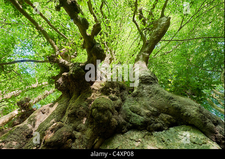 Alte Buche Baum Fagus Sylvatica über Kalkfelsen im Wye Valley am Cleddon wächst Stockfoto