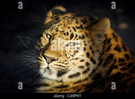 Weibliche Amur Leoparden Blick in Richtung Kamera Stockfoto