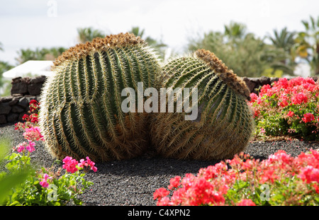 Zwei große Kakteen wachsen zusammen in schwarzem Vulkansand in Lanzarote auf den Kanarischen Inseln. Stockfoto