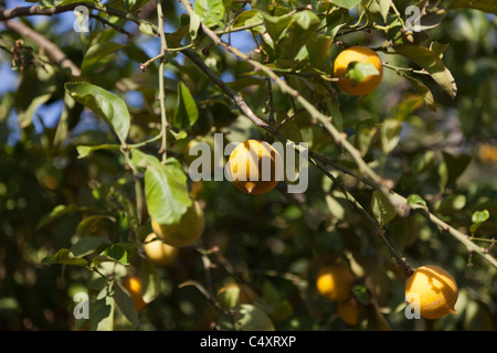 Orangenbaum Stockfoto