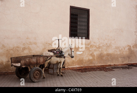 Ein Esel wartet geduldig auf seine nächste Ladung während Lederstreifen in der Tageshitze zu trocknen. Marrakesch, Marokko. Stockfoto