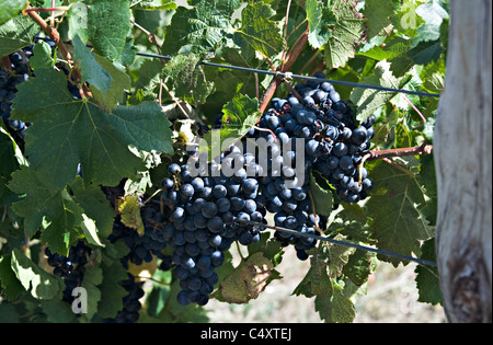 Schwarz reifen Trauben am Rebstock in einem Weingut in der Nähe von Padthaway in South Australia SA Stockfoto