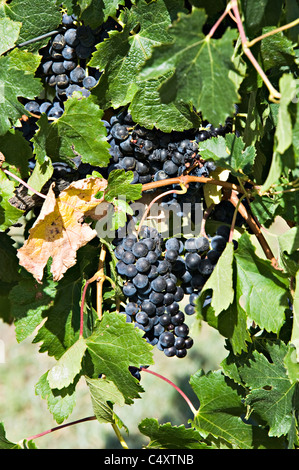 Schwarz reifen Trauben am Rebstock in einem Weingut in der Nähe von Padthaway in South Australia SA Stockfoto