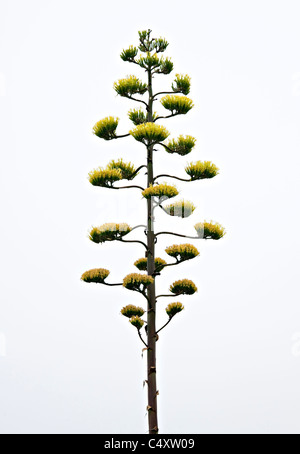 Große gelbe Blütentrauben zieren eine Agave Americana Pflanze auf große Blume Stengel in der Nähe von Cape Bridgewater Victoria Australien Stockfoto