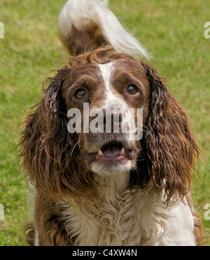 Springer Spaniel bellen Hund bellt- Stockfoto