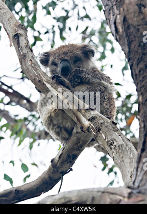Koala Bär Sitzstangen in Eukalyptusbaum in Tower Hill State Game Reserve in der Nähe von Warrnambool Victoria Australien Stockfoto