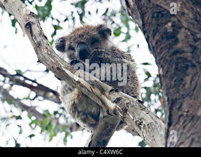 Koala Bär Sitzstangen in Eukalyptusbaum in Tower Hill State Game Reserve in der Nähe von Warrnambool Victoria Australien Stockfoto