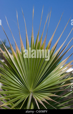 Trachycarpus Fortunei Palm Tree von Paphos Zypern Stockfoto