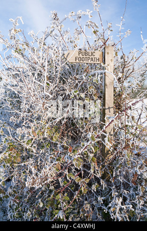 Ein hölzerner öffentlichen Fußweg Zeichen ragen aus einer Brombeere Hecke an einem kalten frostigen Tag Stockfoto