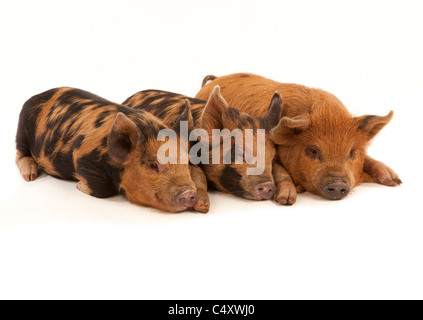 Drei Mikro Kune Kune Ferkel auf weißem Hintergrund Stockfoto