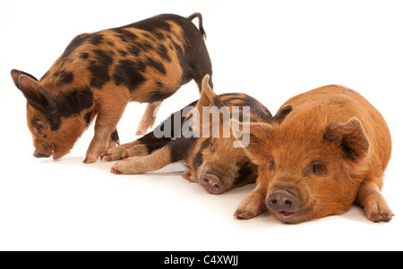 Drei Micro Kune Kune Ferkel auf einem weißen Hintergrund Stockfoto