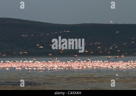 Mehr oder weniger Flamingos fliegen über Lake nakuru Stockfoto