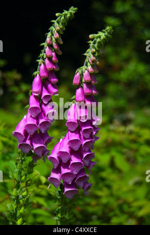 Digitalis Purpurea oder gemeinsamer Fingerhut wächst in Wäldern in Buckinghamshire, Großbritannien Stockfoto