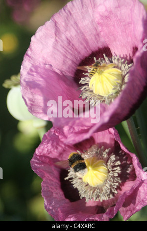 Bumble Bee und Hoverfly auf zwei orientalischen Mohn Stockfoto