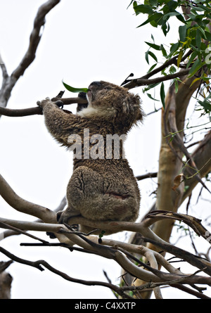 Ein Koalabär Fütterung auf Eukalyptus Blätter in einem Baum an Great Otway National Park Victoria Australia Stockfoto