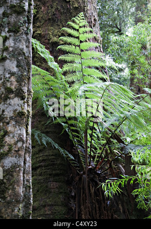 Australischer Baumfarn weiche Blätter und Wedel in Maits Rest Regen Wald Spaziergang Apollo Bay Victoria Australien Stockfoto