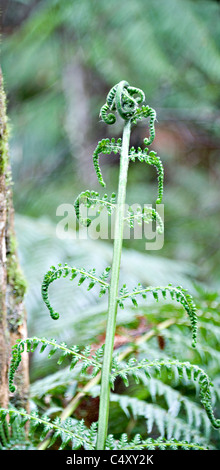 Australischer Baumfarn weiche Blätter und Wedel in Maits Rest Regen Wald Spaziergang Apollo Bay Victoria Australien Stockfoto