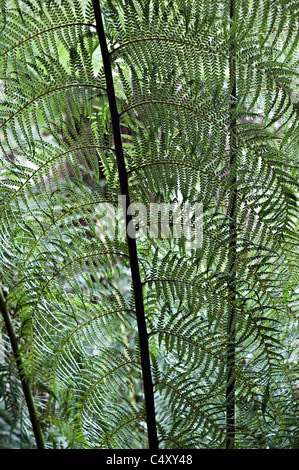 Australischer Baumfarn weiche Blätter und Wedel in Maits Rest Regen Wald Spaziergang Apollo Bay Victoria Australien Stockfoto