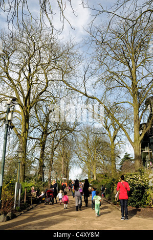 Menschen zu Fuß entlang Baum gesäumten Pfad Horniman Museum Gärten an einem sonnigen Tag, London England UK Stockfoto