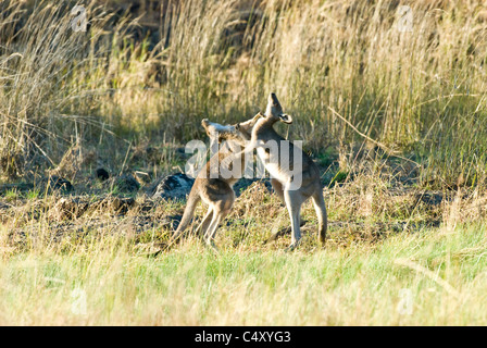 Östliche graue Kängurus (Macropus Giganteus) Boxen im Undara-Nationalpark Australien Stockfoto