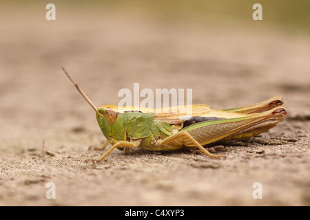 Wiese Heuschrecke Chorthippus Parallelus ruht auf Sand in Heide Stockfoto