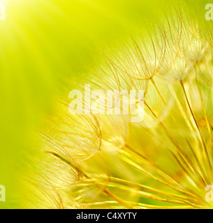 Abstrakte Blume Löwenzahn Hintergrund, extreme Nahaufnahme mit soft Focus, wunderschöne Natur details Stockfoto